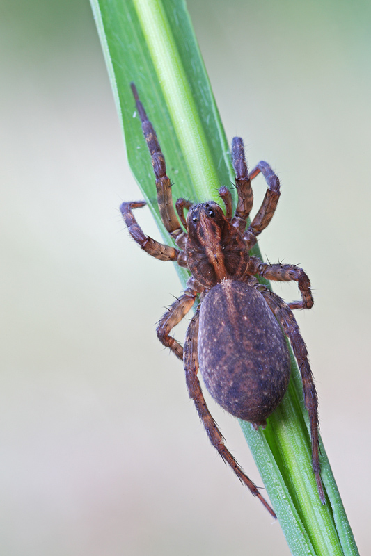Trochosa sp.